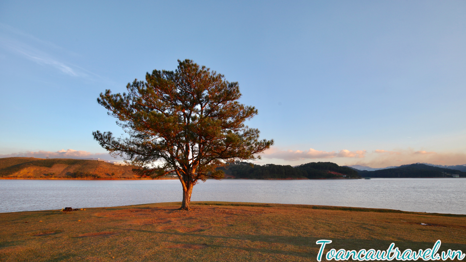 Cây Thông Cô Đơn