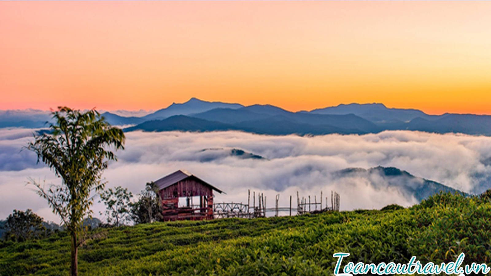 Đồi chè Cầu Đất