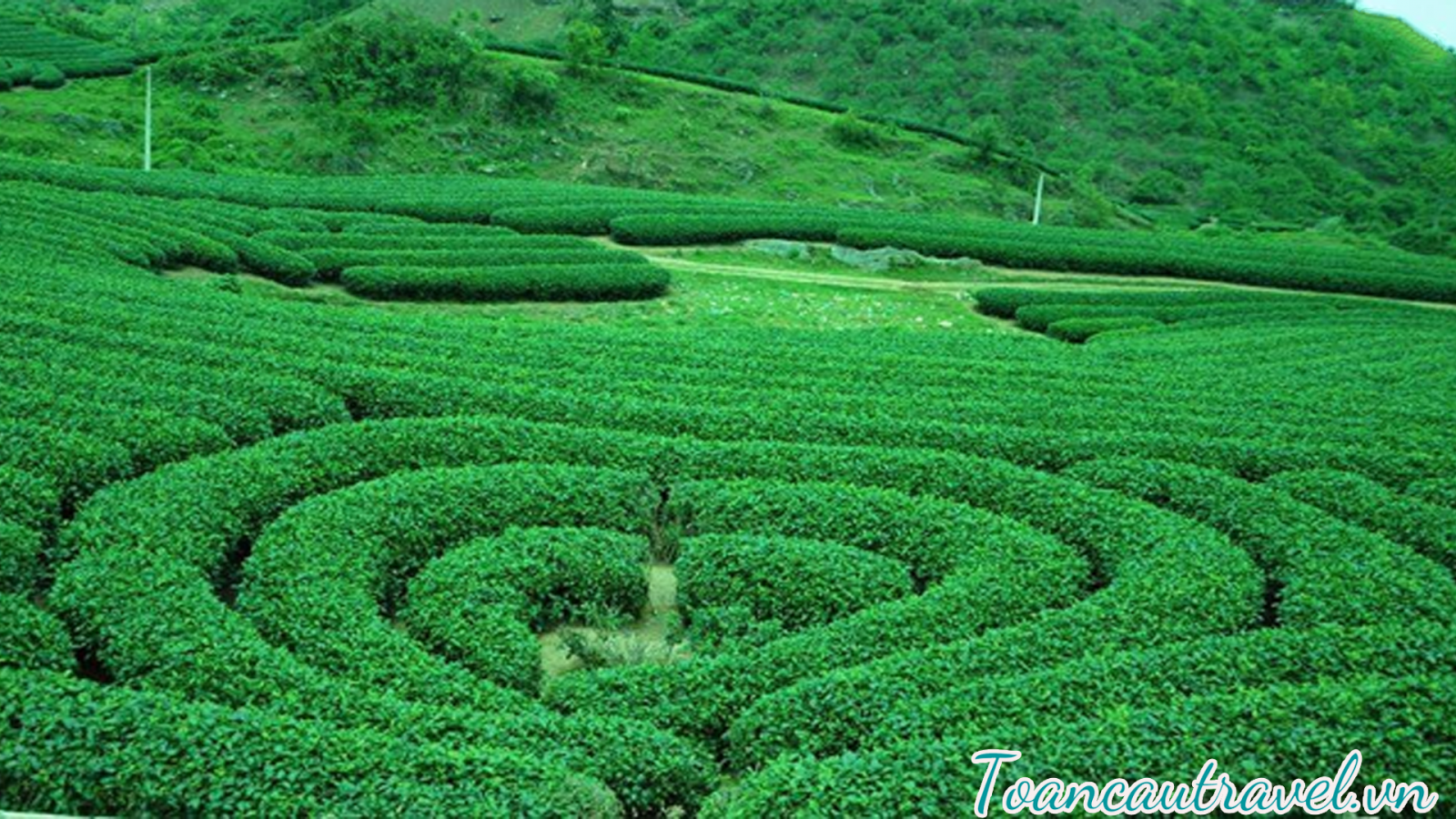 Đồi chè trái tim