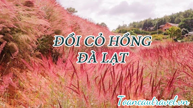 THỎA SỨC CHECK IN TẠI ĐỒI CỎ HỒNG ĐÀ LẠT - ĐIỂM ĐẾN HẤP DẪN DÀNH CHO BẠN