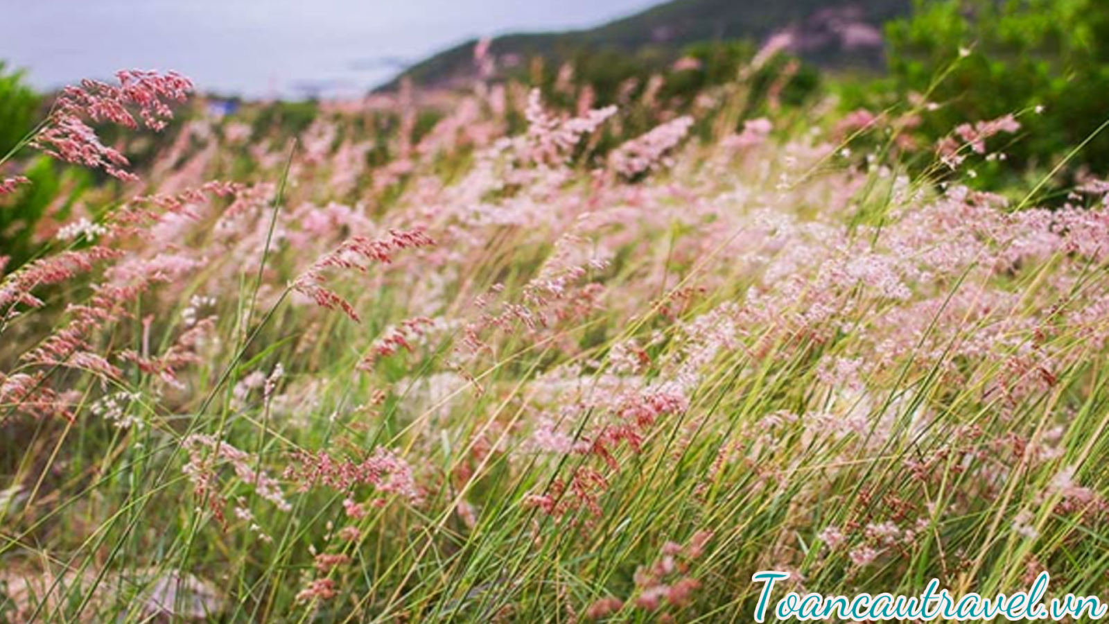 Check-in ở đồi cỏ lau thơ mộng