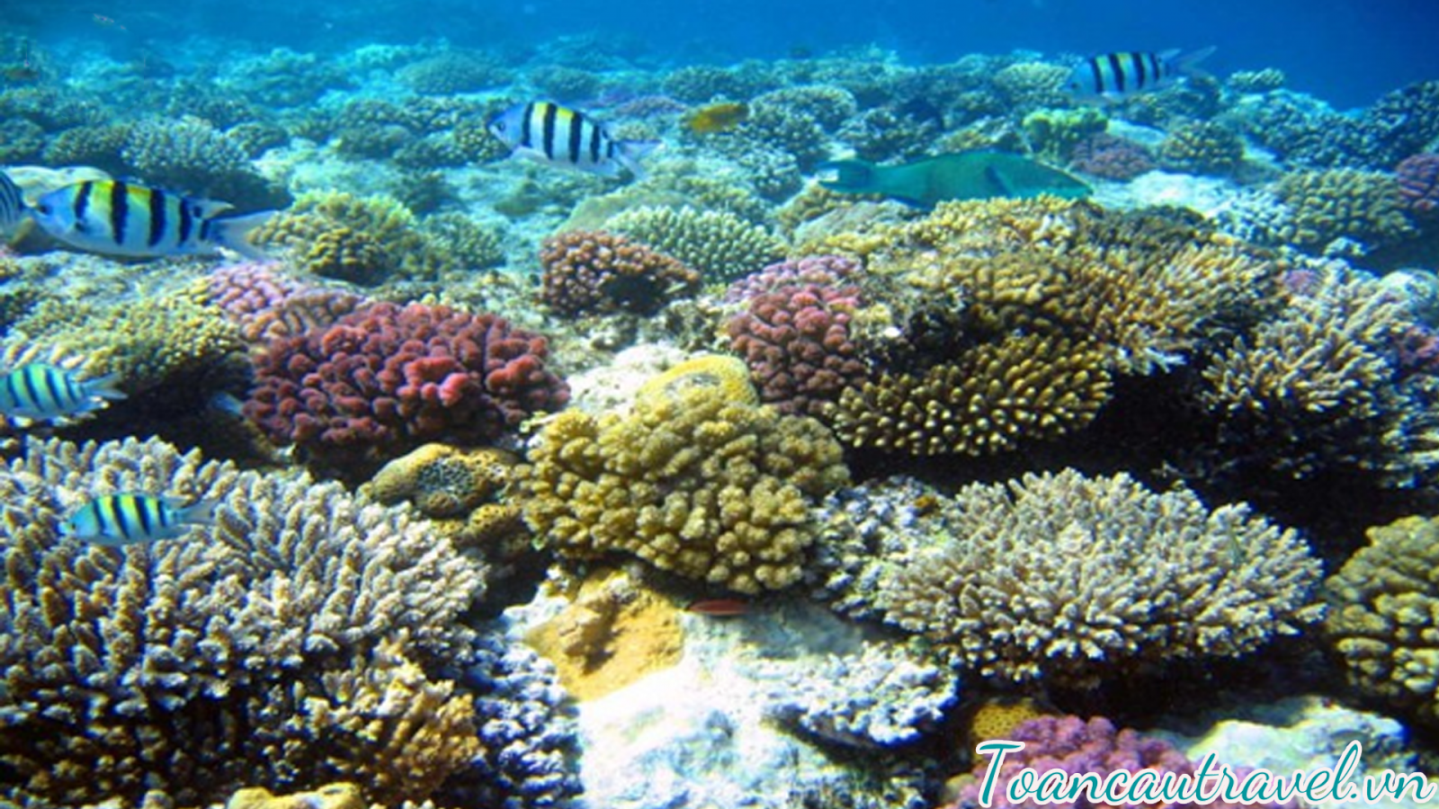 địa chỉ tuyệt vời nhất cho bạn vì nước biển ở đây trong xanh, mát và rất sạch sẽ.