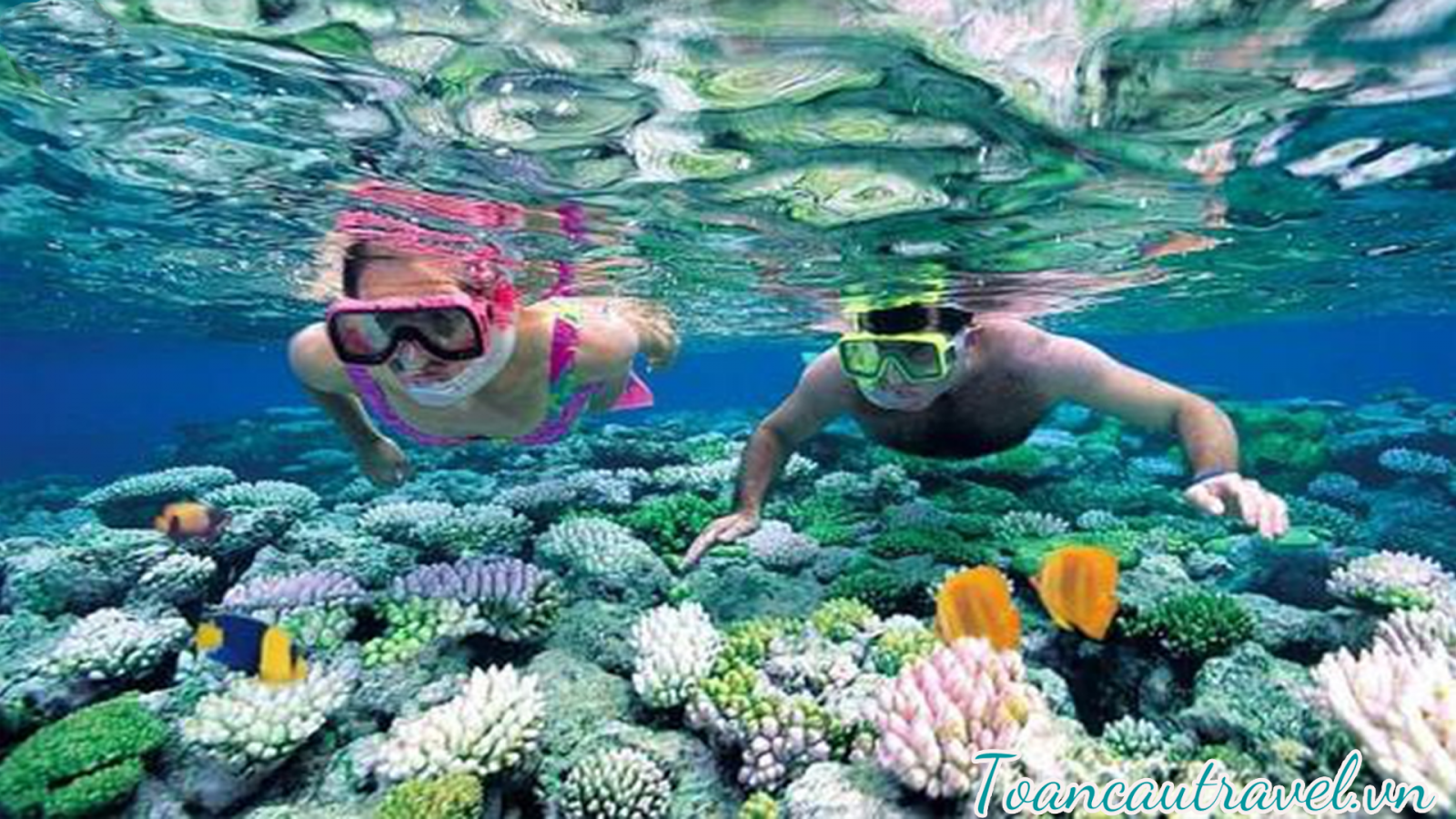 Lặn ngắm san hô cực đẹp tại Phú Quốc