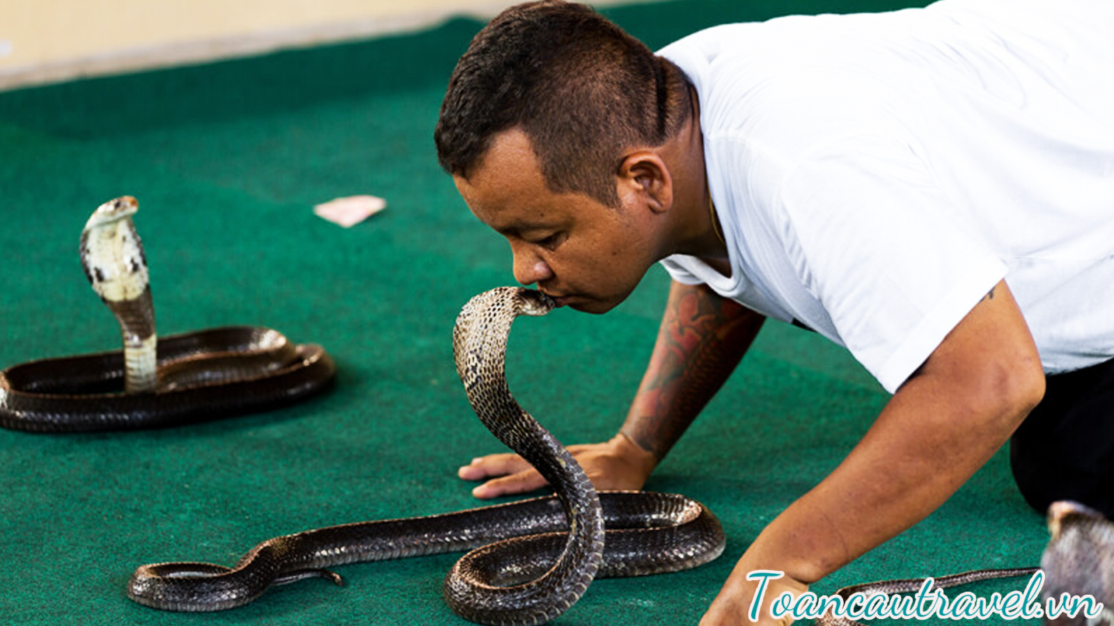 Show diễn bắt rắn