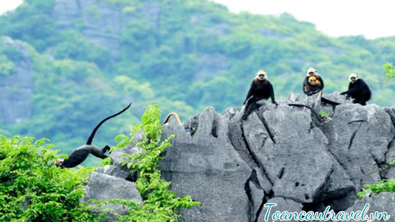 vườn quốc gia cát bà